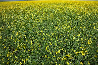 《啪嗒砰》精神续作《Ratatan》主创揭秘玩法变革